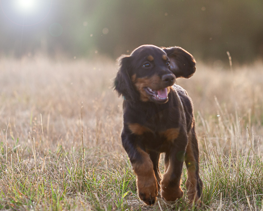 Gordon setter hundvalp i motljus