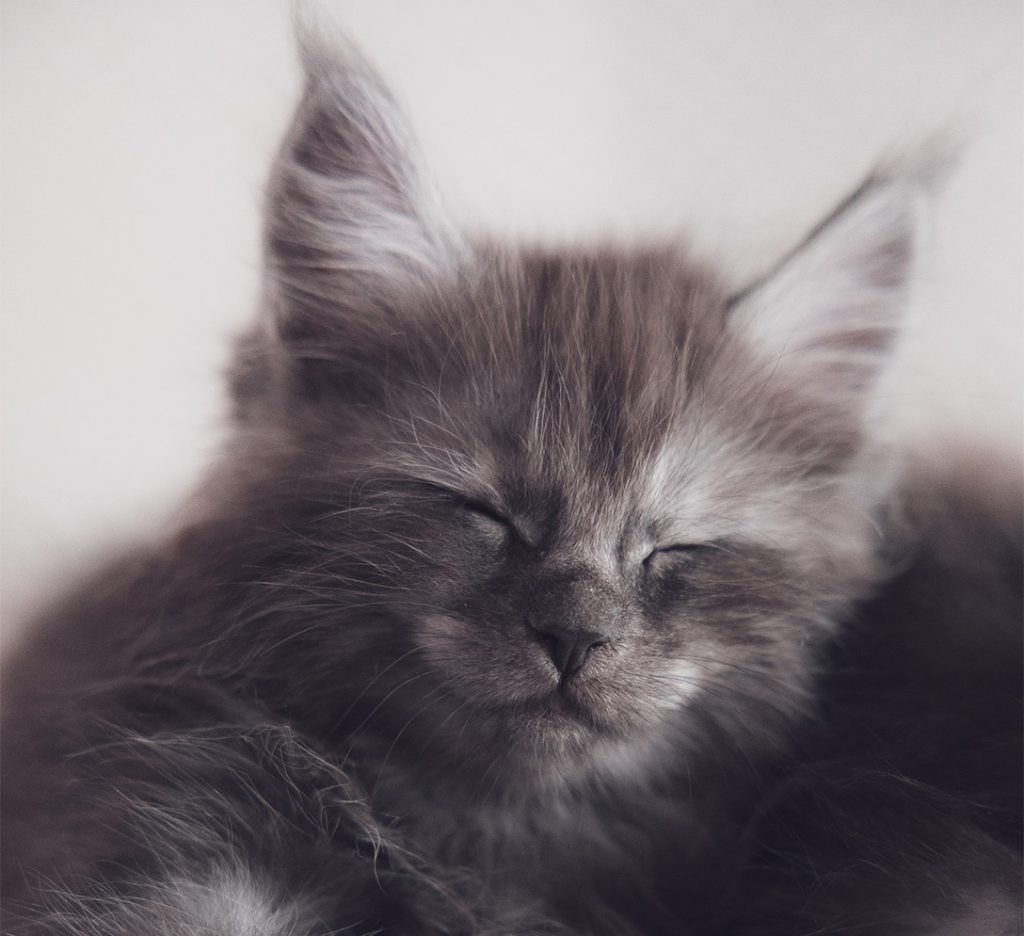 Katt
